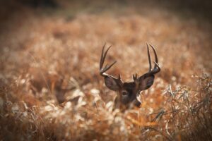 SAMUEL: Bucks are in search of more than just food when on the move